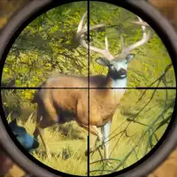 Wild Animal Hunting Games Gun