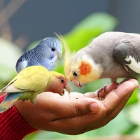 Birds Care: Food and Health