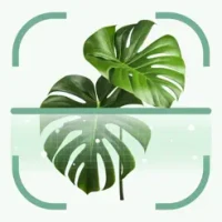 Plant Identifier: Flowers Care